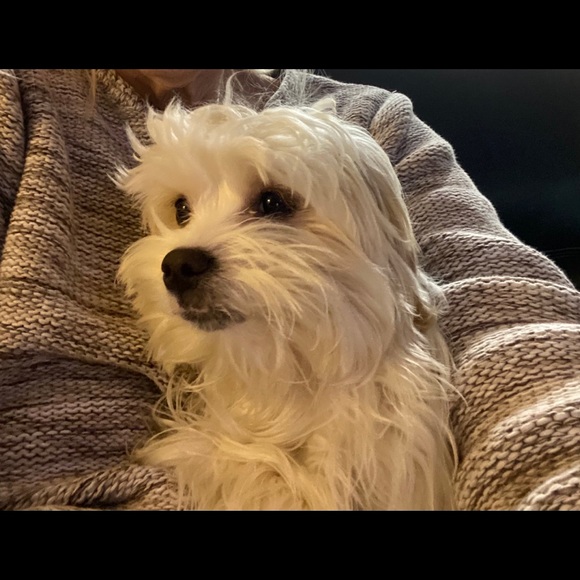 Meet Your Posher Zipper 😊 Top 10% Seller🎉 - Picture 2 of 8